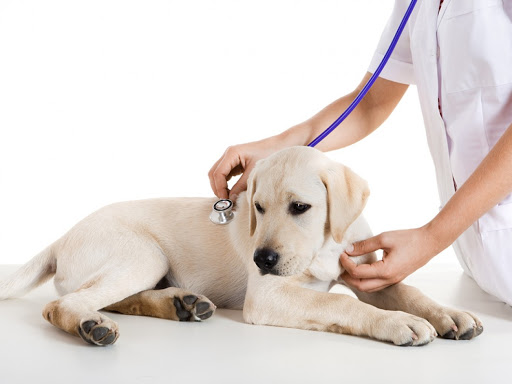 Stateline Animal Hospital Gallery - United States