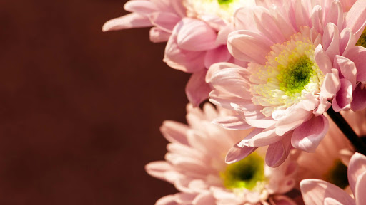 Heights Floral Shop - Thumbnail