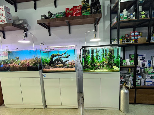 Cửa