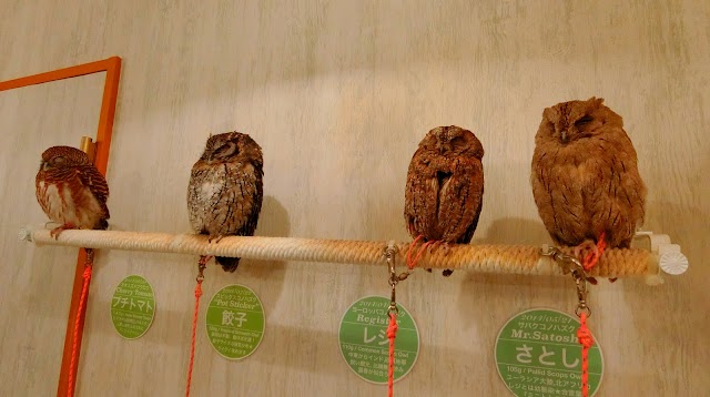 Akiba Owls