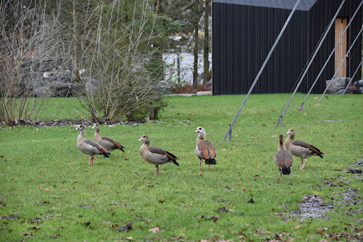 Dieren - Thumbnail