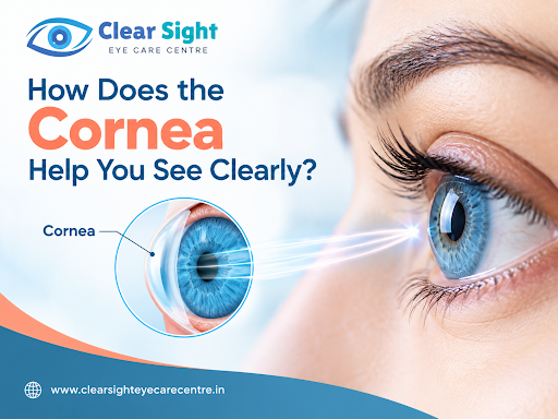 How Does the Cornea Help You See Clearly? post image