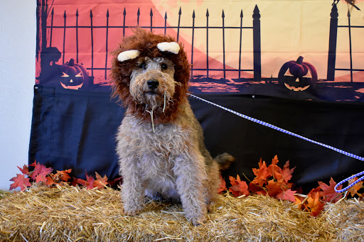 Animal Tender Pet Resort - Thumbnail