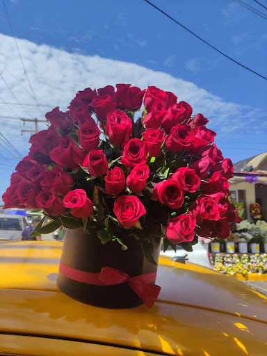 Floresse - Visual
