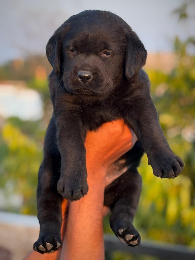 Z Black Labrador puppy available in Lucknow for more details please call or whatsapp me... post image