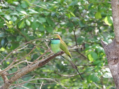 Photos of Yala Safaris Private tours