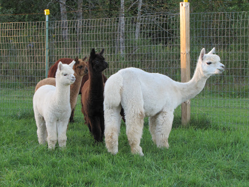 Hunter Creek Alpaca Farm - Thumbnail