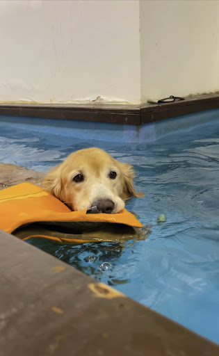 RehabVet Clinic - Physiotherapy and Hydrotherapy - Thumbnail