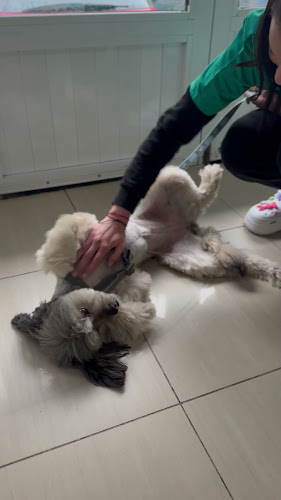 Opinii despre Alpha Vetexpert în București - Veterinar
