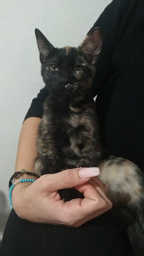 Carla Ruiz Nails - Thumbnail