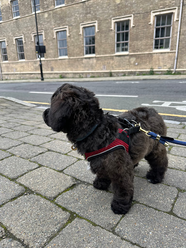 Mon Joli Chien Gallery - United Kingdom
