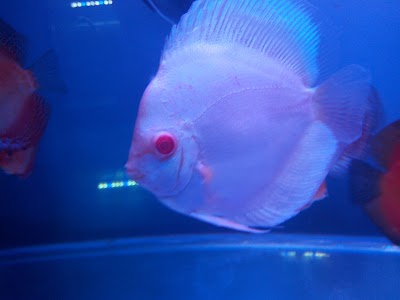 Photos of Aquanascape