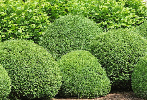 Photo de RVF JARDINS à Générac (30510)