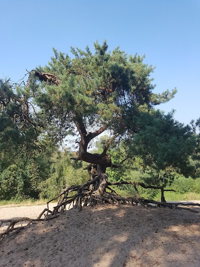 Photos of Notkamp Boomkwekerijen