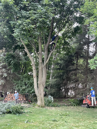 Lopez tree and Landscape Services - Thumbnail