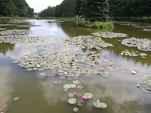 Seerosenteich an der Winde - Thumbnail