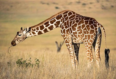 Photos of African Paradise Safaris