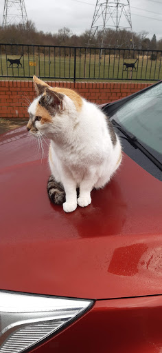 Powside Cattery Gallery - United Kingdom