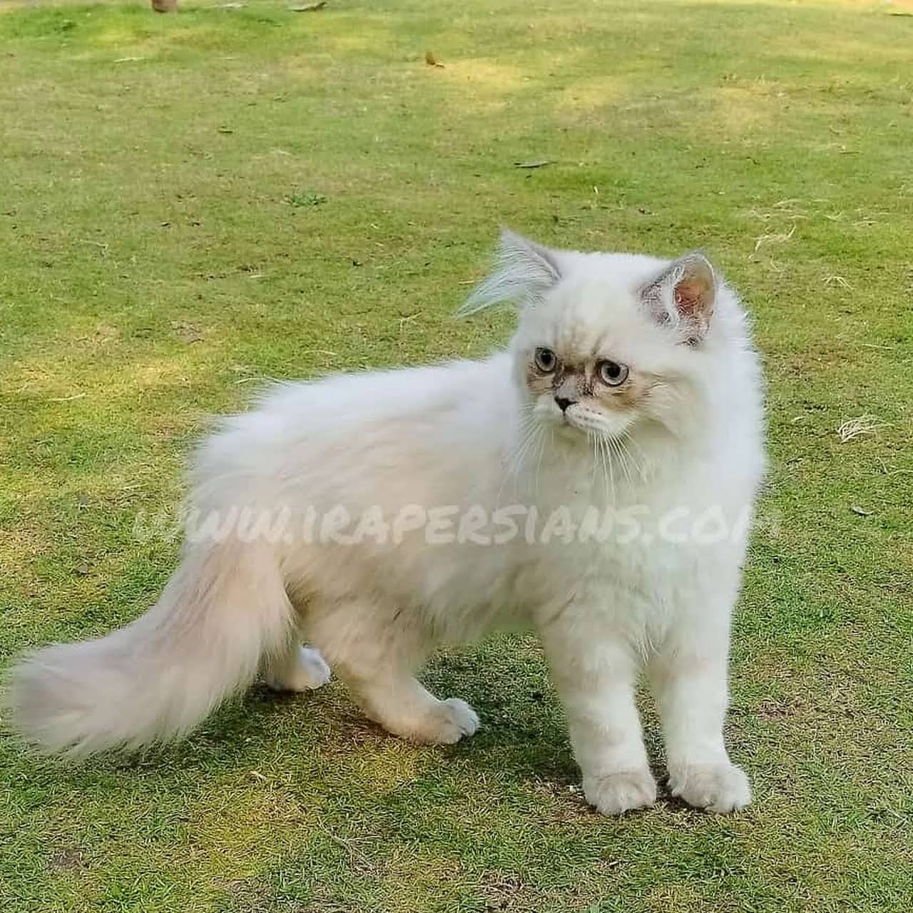 Ira Persians Purrfect Cattery & Pet Store Pet Store in Pimple Saudagar