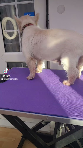 Spoilt Pooch Spa & Groom - Dog trainer