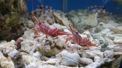 Photos of Ceria Aquamarine