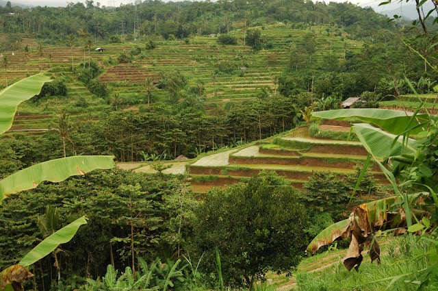 Ubud