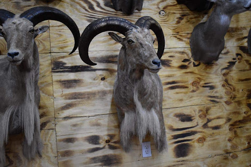 Racks and Tracks Taxidermy Gallery - United States
