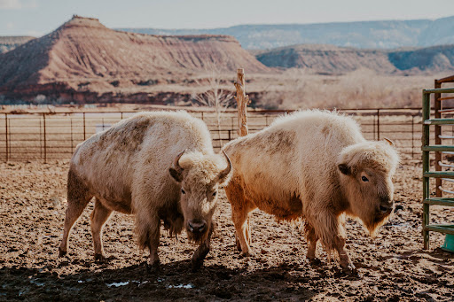Zion White Bison Glamping + RV Resort - Thumbnail
