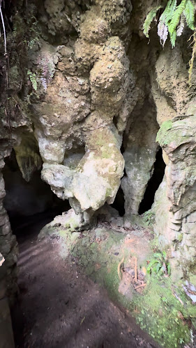 Ruakuri Bushwalk - Other