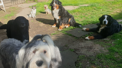 Photo de Canino terre Happy à Cormeilles (27260)