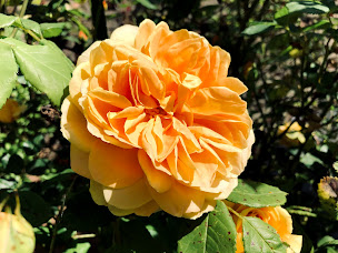 Photo n°13 de Chambre d'hôtes Villa des Roses à Pontmain (Chambre d'hôtes)