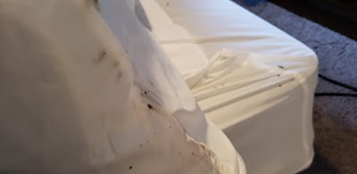 Rocky Mountain Bedbug