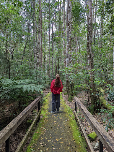 Washpool National Park - Thumbnail