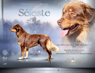 Photo n°18 de Élevage Des Glaciers de Cristal à Bourthes (Éleveur de chiens)