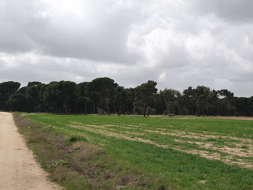 Pinares de Rapariegos - Thumbnail