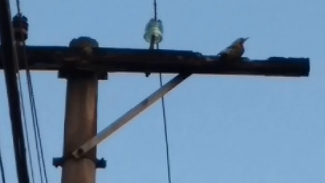 Número de telefone de Mr. Jones