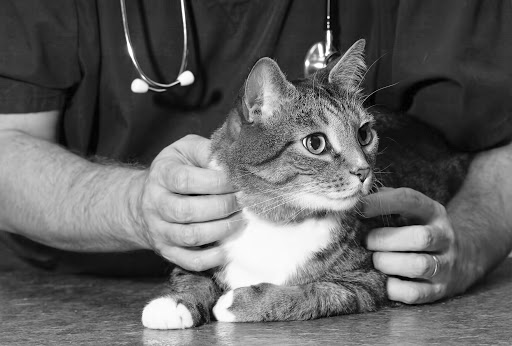 Kingswood vet - Thumbnail