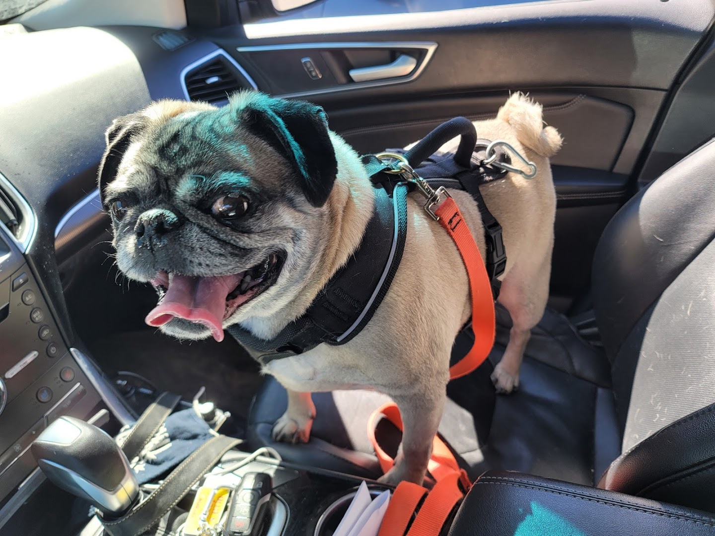 Clarendon Animal Clinic: Grace Ma-Steenbergen, D.V.M.
