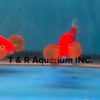 T & R AQUARIUM INC