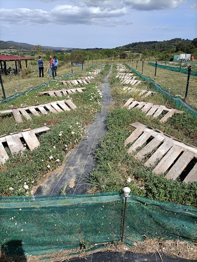 Le Ranch aux Escargots Virginie Murciano - Thumbnail