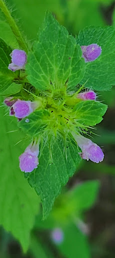 Beebe Trailhead - Thumbnail