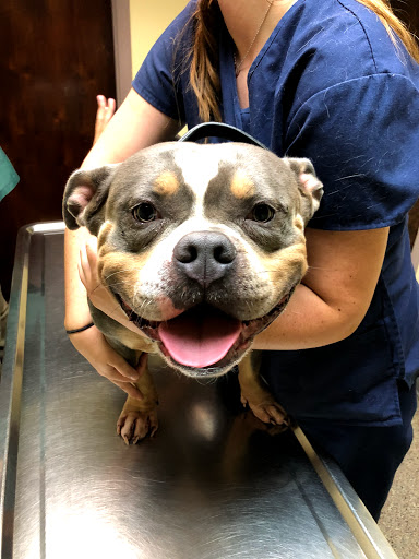 Blue Cross Dog & Cat Hospital - Thumbnail