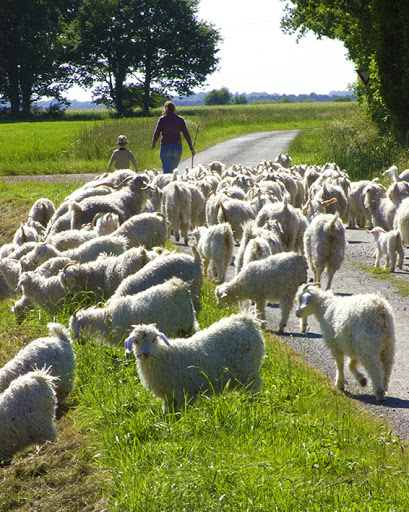 Cabri ô Laine - Le mohair des Vallons de Vilaine - Thumbnail