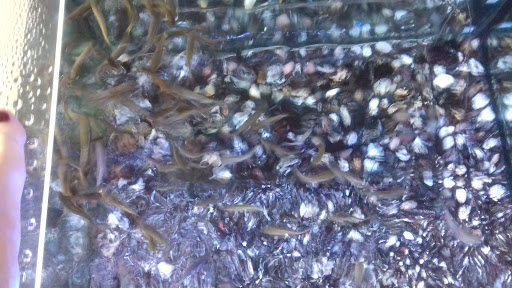 Wellness im garufa Kosmetik- Fusspflege- FishSpa - Thumbnail