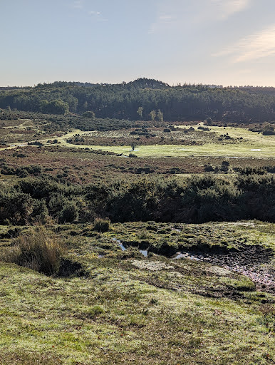 Godshill Cricket forestry car park - Thumbnail