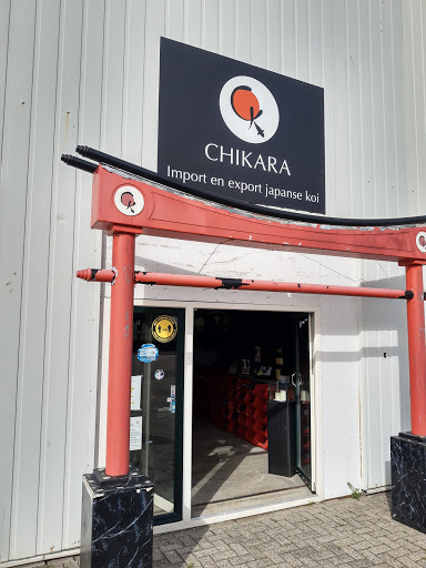 Chikara Koi - Visual