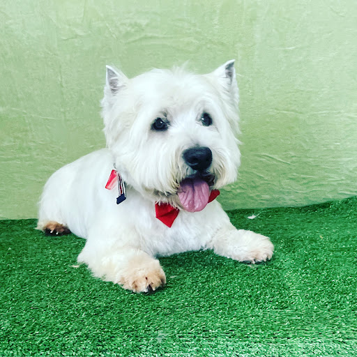 Samco Pet Spa Ltd - Thumbnail