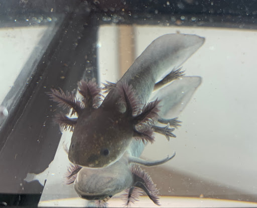 Gem City Axolotls LLC - Thumbnail