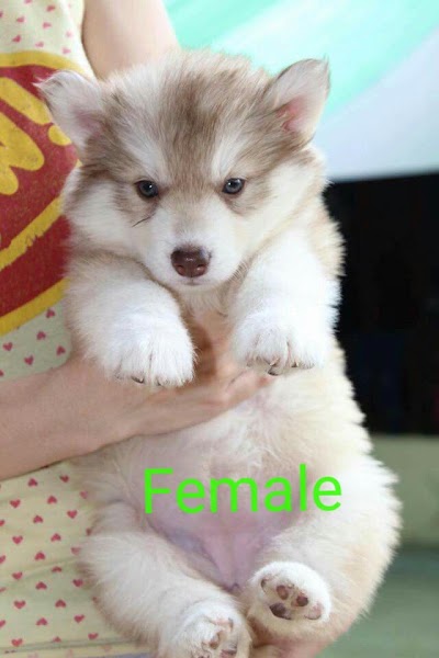 Photos of K Puppy Pet Shop
