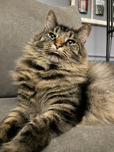 Lexington Humane Society